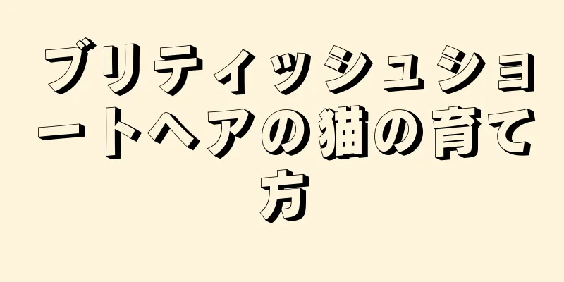 ブリティッシュショートヘアの猫の育て方