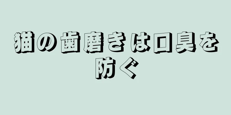 猫の歯磨きは口臭を防ぐ