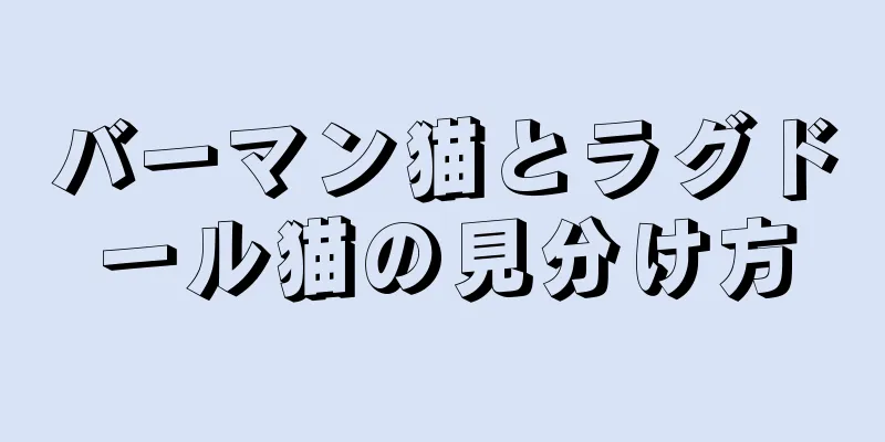 バーマン猫とラグドール猫の見分け方