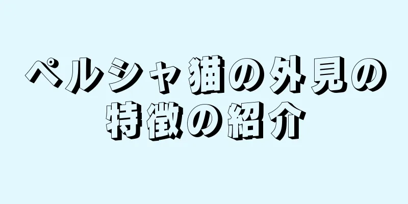 ペルシャ猫の外見の特徴の紹介