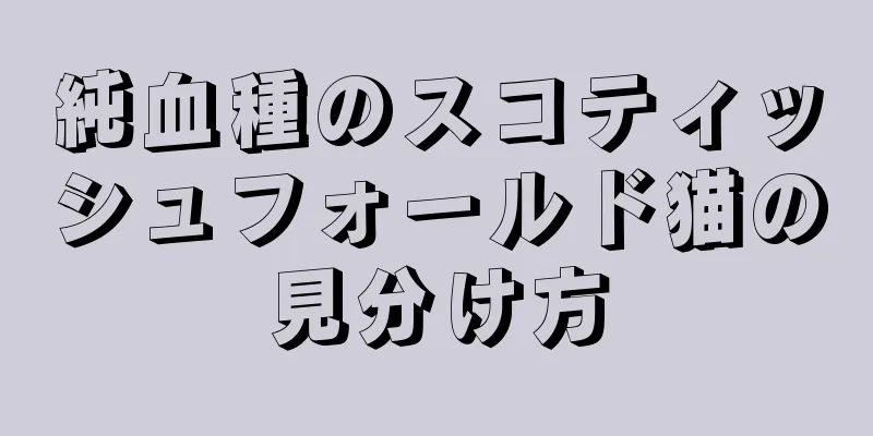 純血種のスコティッシュフォールド猫の見分け方