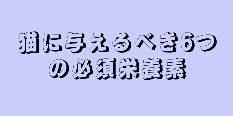 猫に与えるべき6つの必須栄養素