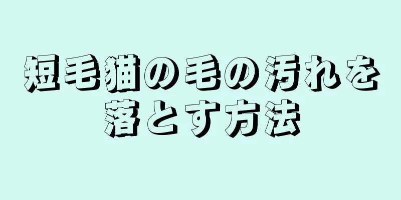短毛猫の毛の汚れを落とす方法