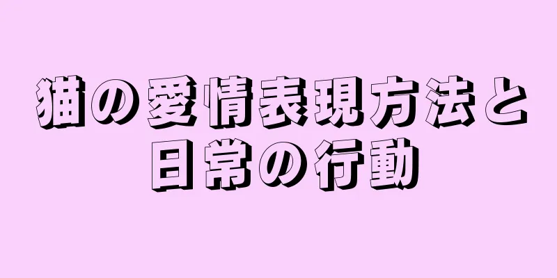猫の愛情表現方法と日常の行動