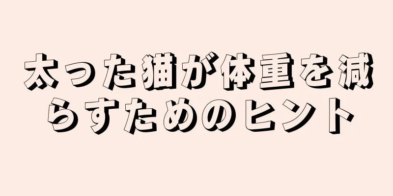 太った猫が体重を減らすためのヒント