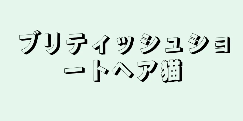 ブリティッシュショートヘア猫