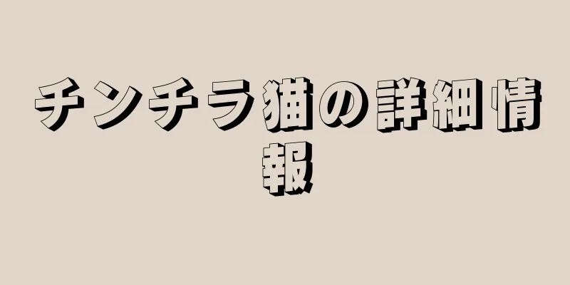 チンチラ猫の詳細情報