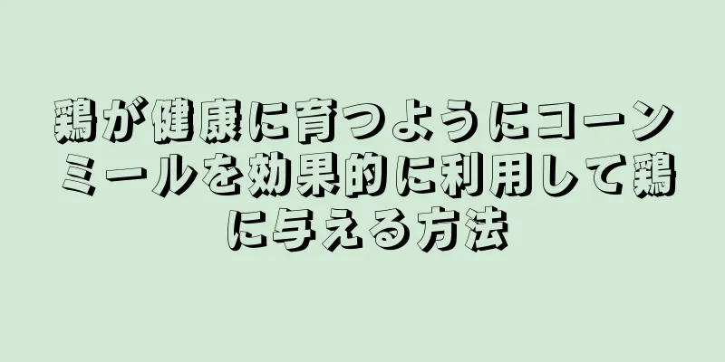 鶏が健康に育つようにコーンミールを効果的に利用して鶏に与える方法