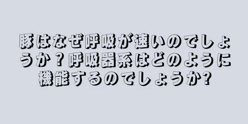 豚はなぜ呼吸が速いのでしょうか？呼吸器系はどのように機能するのでしょうか?