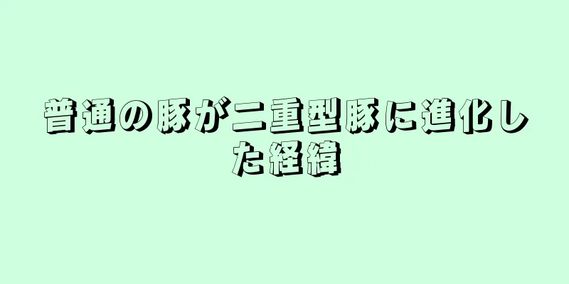 普通の豚が二重型豚に進化した経緯