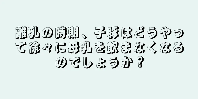 離乳の時期、子豚はどうやって徐々に母乳を飲まなくなるのでしょうか？