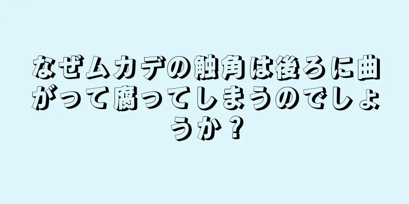 なぜムカデの触角は後ろに曲がって腐ってしまうのでしょうか？