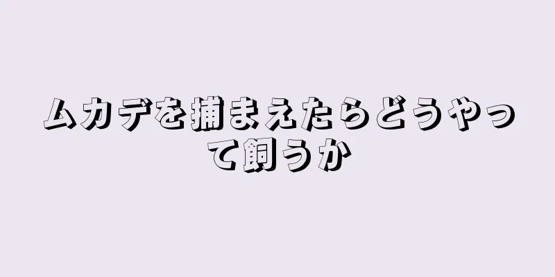 ムカデを捕まえたらどうやって飼うか