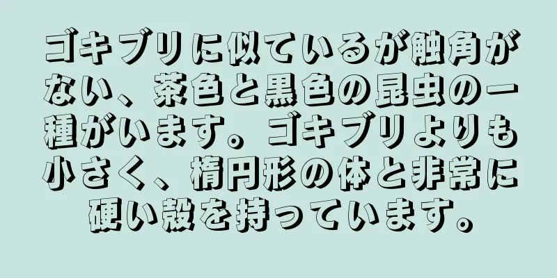 ゴキブリに似ているが触角がない、茶色と黒色の昆虫の一種がいます。ゴキブリよりも小さく、楕円形の体と非常に硬い殻を持っています。