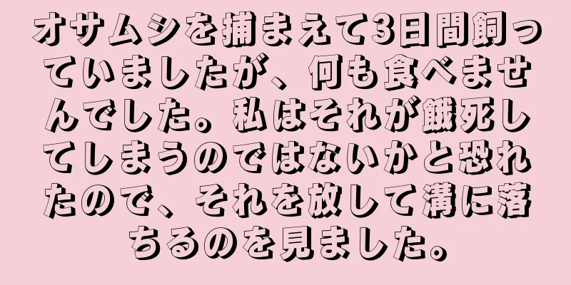 オサムシを捕まえて3日間飼っていましたが、何も食べませんでした。私はそれが餓死してしまうのではないかと恐れたので、それを放して溝に落ちるのを見ました。
