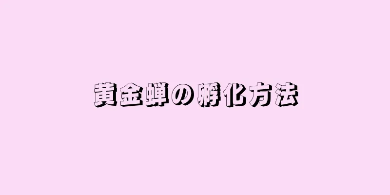 黄金蝉の孵化方法