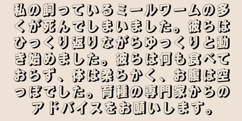 私の飼っているミールワームの多くが死んでしまいました。彼らはひっくり返りながらゆっくりと動き始めました。彼らは何も食べておらず、体は柔らかく、お腹は空っぽでした。育種の専門家からのアドバイスをお願いします。