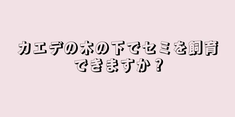 カエデの木の下でセミを飼育できますか？