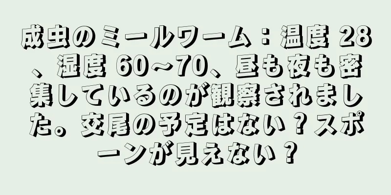 成虫のミールワーム：温度 28、湿度 60～70、昼も夜も密集しているのが観察されました。交尾の予定はない？スポーンが見えない？