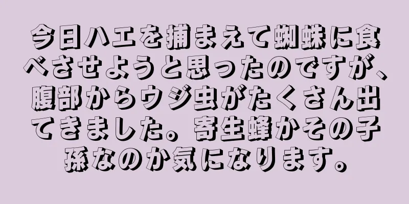 今日ハエを捕まえて蜘蛛に食べさせようと思ったのですが、腹部からウジ虫がたくさん出てきました。寄生蜂かその子孫なのか気になります。