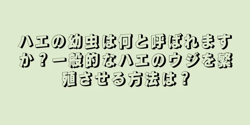 ハエの幼虫は何と呼ばれますか？一般的なハエのウジを繁殖させる方法は？