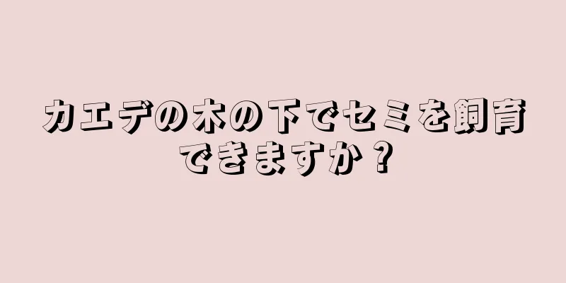 カエデの木の下でセミを飼育できますか？