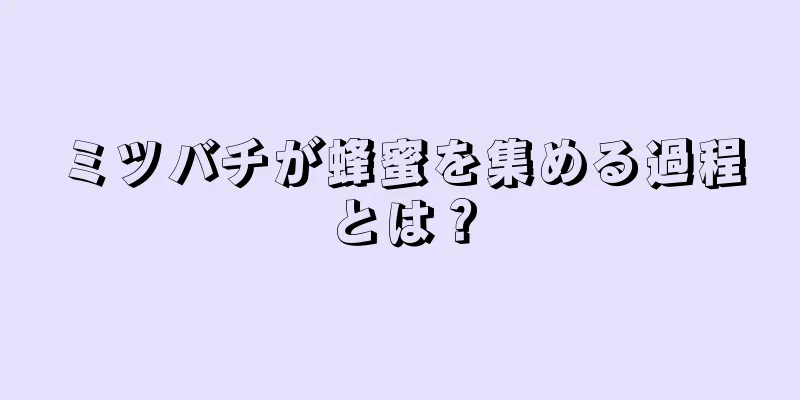 ミツバチが蜂蜜を集める過程とは？