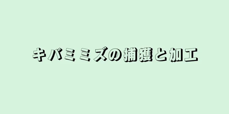 キバミミズの捕獲と加工