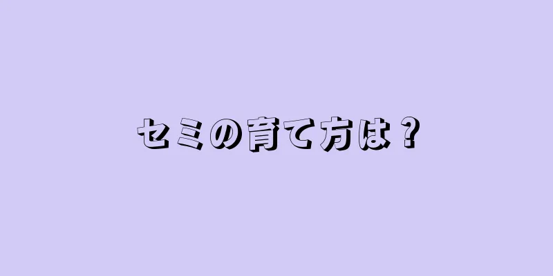 セミの育て方は？