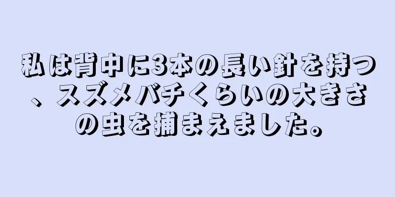 私は背中に3本の長い針を持つ、スズメバチくらいの大きさの虫を捕まえました。