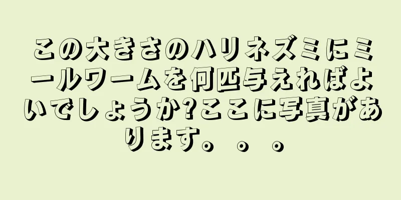 この大きさのハリネズミにミールワームを何匹与えればよいでしょうか?ここに写真があります。 。 。