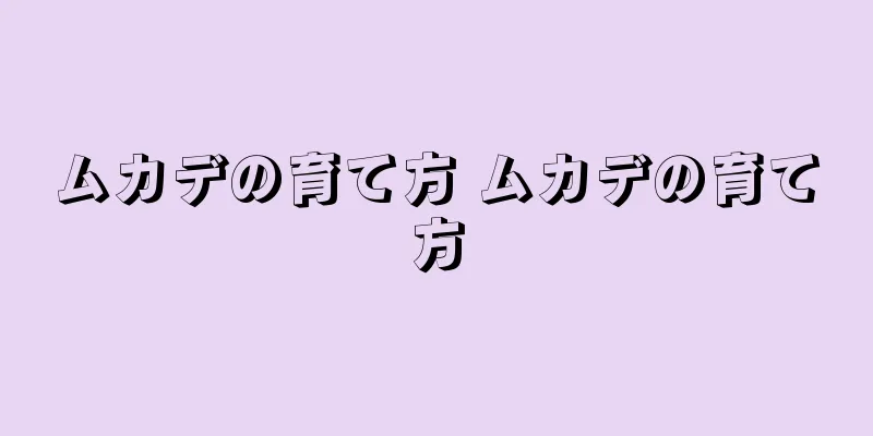 ムカデの育て方 ムカデの育て方