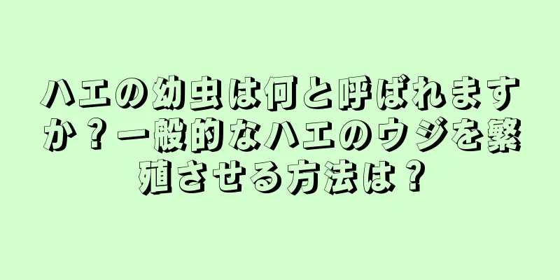 ハエの幼虫は何と呼ばれますか？一般的なハエのウジを繁殖させる方法は？
