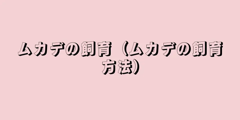 ムカデの飼育（ムカデの飼育方法）