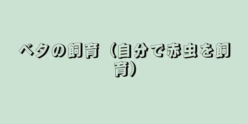 ベタの飼育（自分で赤虫を飼育）
