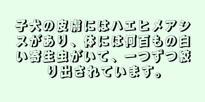 子犬の皮膚にはハエヒメアシスがあり、体には何百もの白い寄生虫がいて、一つずつ絞り出されています。