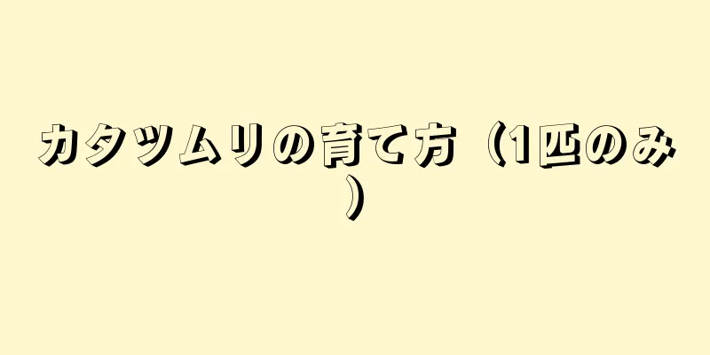 カタツムリの育て方（1匹のみ）