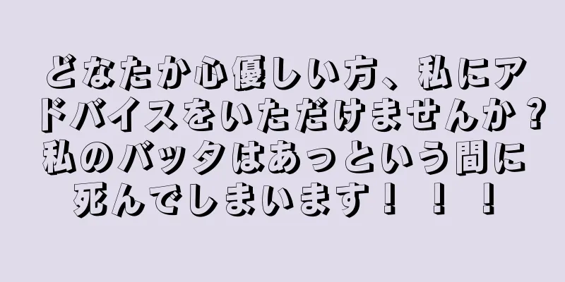 どなたか心優しい方、私にアドバイスをいただけませんか？私のバッタはあっという間に死んでしまいます！ ！ ！