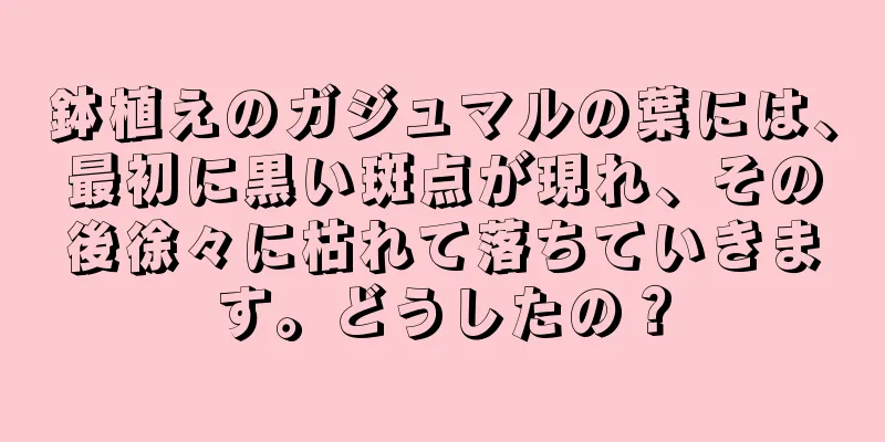 鉢植えのガジュマルの葉には、最初に黒い斑点が現れ、その後徐々に枯れて落ちていきます。どうしたの？