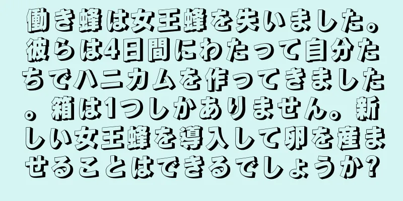 働き蜂は女王蜂を失いました。彼らは4日間にわたって自分たちでハニカムを作ってきました。箱は1つしかありません。新しい女王蜂を導入して卵を産ませることはできるでしょうか?