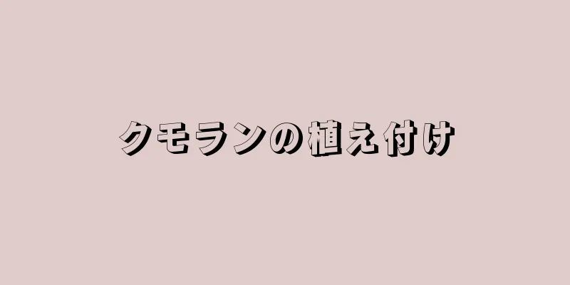 クモランの植え付け