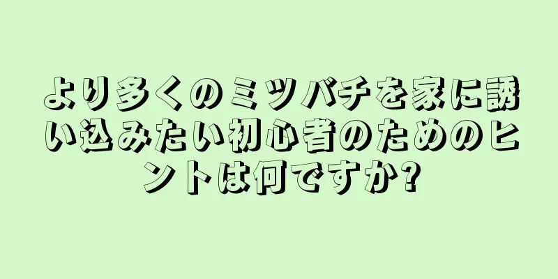 より多くのミツバチを家に誘い込みたい初心者のためのヒントは何ですか?