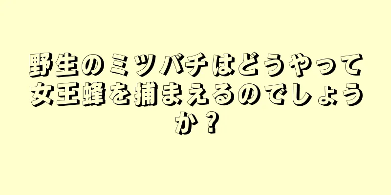 野生のミツバチはどうやって女王蜂を捕まえるのでしょうか？