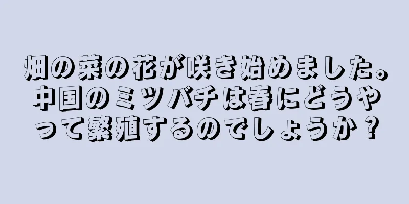 畑の菜の花が咲き始めました。中国のミツバチは春にどうやって繁殖するのでしょうか？