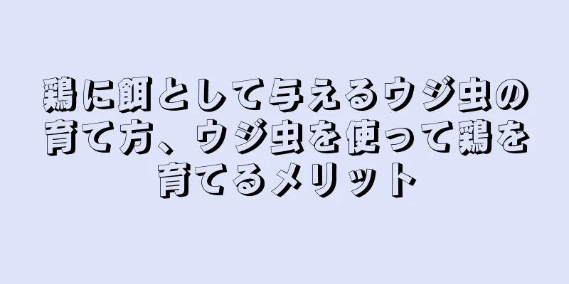 鶏に餌として与えるウジ虫の育て方、ウジ虫を使って鶏を育てるメリット