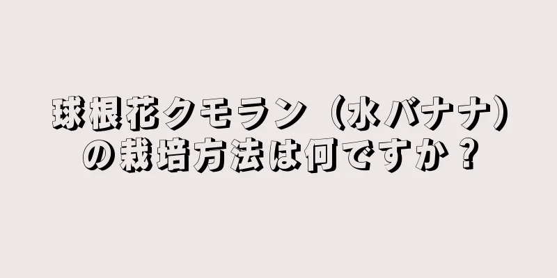 球根花クモラン（水バナナ）の栽培方法は何ですか？