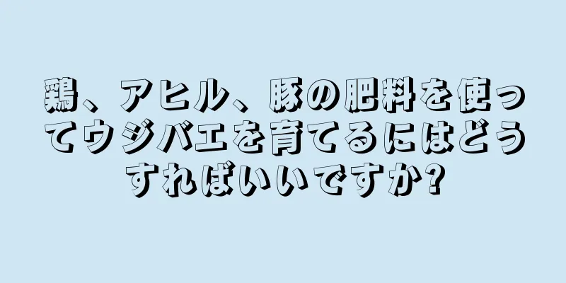 鶏、アヒル、豚の肥料を使ってウジバエを育てるにはどうすればいいですか?