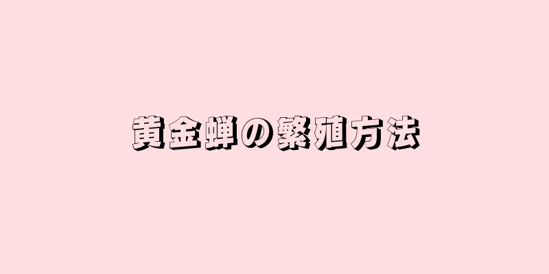 黄金蝉の繁殖方法