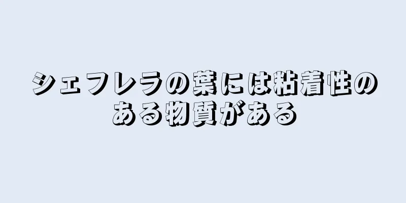 シェフレラの葉には粘着性のある物質がある