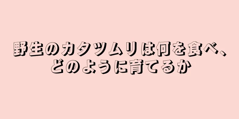 野生のカタツムリは何を食べ、どのように育てるか
